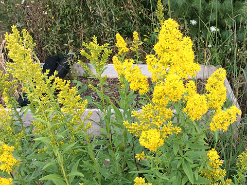 Solidago speciosa